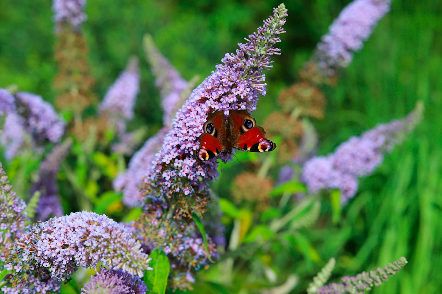 Beskjæring av sommerfuglbusk Beskjæring av sommerfuglbusk